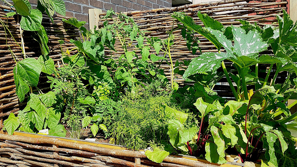 Potager surélevé en panneau de noisetier tressé